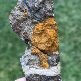 Dendrocystites barrandei